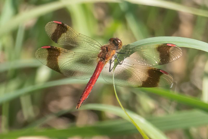 Sympetrum pedemontanum male-5.jpg